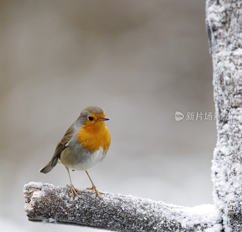 知更鸟(Erithacus rubecula)在冬天